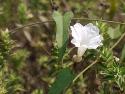 Camonea pilosa, photographed by Dinesh Valke