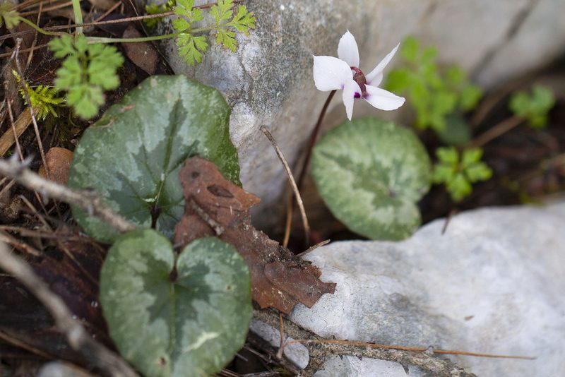 Cyclamen alpinum, photographed by Kristof Zyskowski