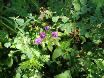 Legousia hybrida, photographed by Andrea Meucci