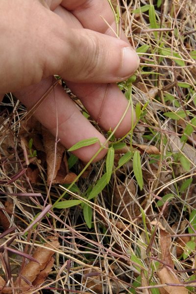 Metastelma pringlei, photographed by Eric Knight