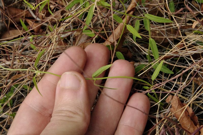 Metastelma pringlei, photographed by Eric Knight
