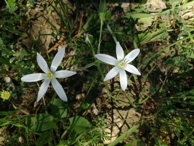 Ornithogalum divergens, photographed by Andrea Meucci