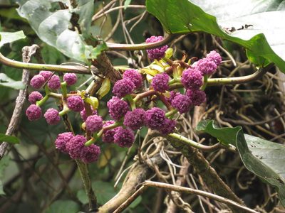 Poikilospermum suaveolens, photographed by Paul Prior