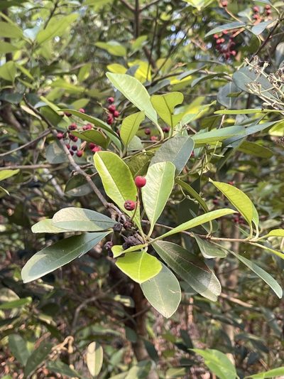 Photinia prunifolia, photographed by Yj