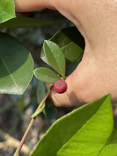 Photinia prunifolia, photographed by Yj
