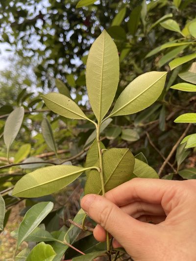 Photinia prunifolia, photographed by Yj