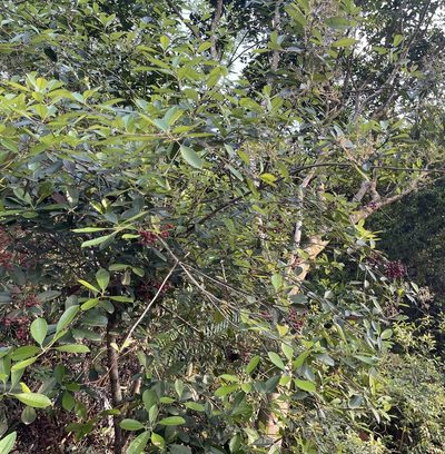 Photinia prunifolia, photographed by Yj