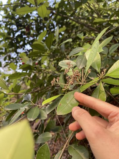 Photinia prunifolia, photographed by Yj