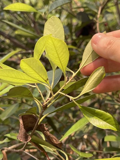 Photinia prunifolia, photographed by Yj