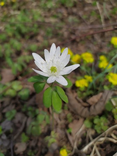 Anemonoides raddeana, photographed by Tatyana Petrenko