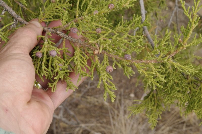 Juniperus coahuilensis, photographed by Eric Knight
