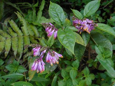 Polygala karensium, photographed by Eugene Popov