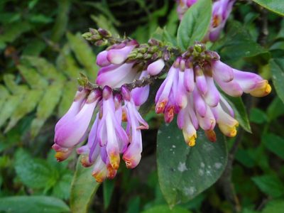 Polygala karensium, photographed by Eugene Popov