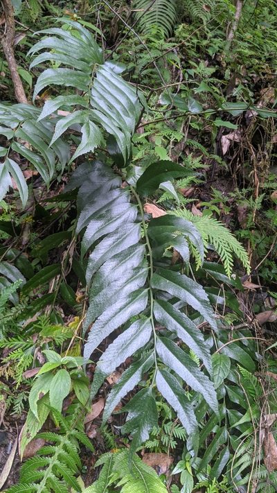 Cyrtomium devexiscapulae, photographed by Cheng-Te Hsu