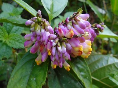 Polygala karensium, photographed by Eugene Popov
