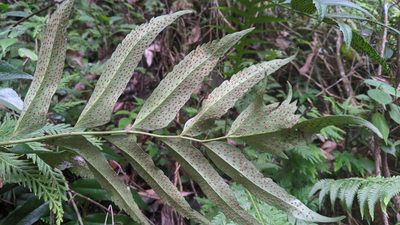Cyrtomium devexiscapulae, photographed by Cheng-Te Hsu