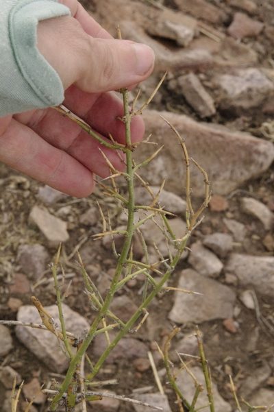 Adolphia infesta, photographed by Eric Knight