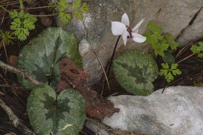 Cyclamen alpinum, photographed by Kristof Zyskowski