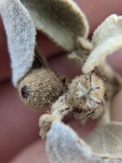 Croton suaveolens, photographed by Eric Knight