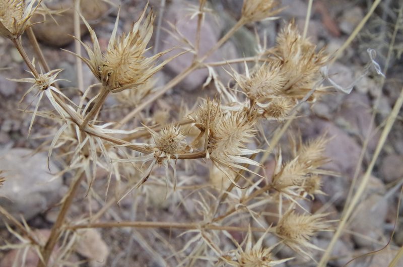 Eryngium heterophyllum, photographed by Eric Knight