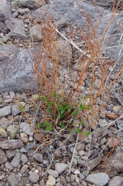 Tragia amblyodonta, photographed by Eric Knight
