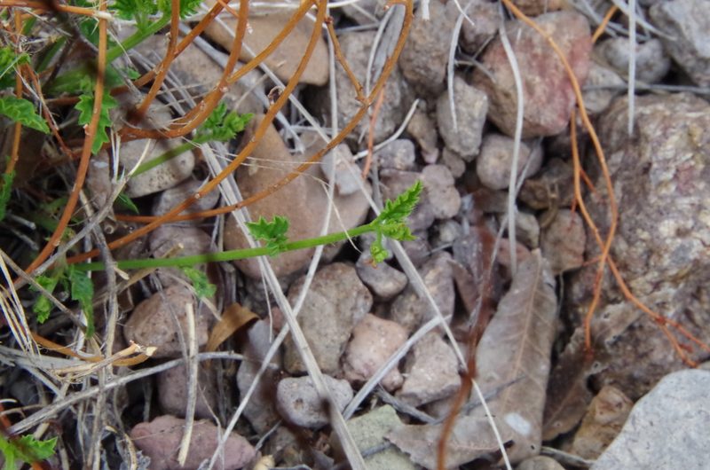 Tragia amblyodonta, photographed by Eric Knight
