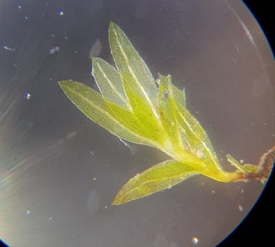 Fissidens pusillus, photographed by Helen Waterman
