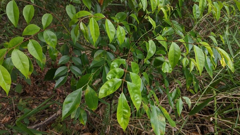 Bergera euchrestifolia, photographed by Cheng-Te Hsu