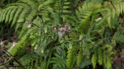 Blumea aromatica, photographed by Cheng-Te Hsu