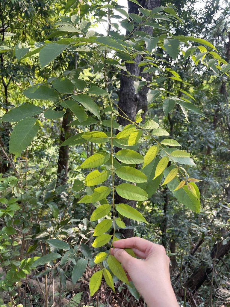 Choerospondias axillaris, photographed by Yj