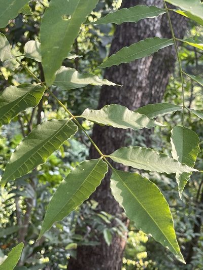 Choerospondias axillaris, photographed by Yj