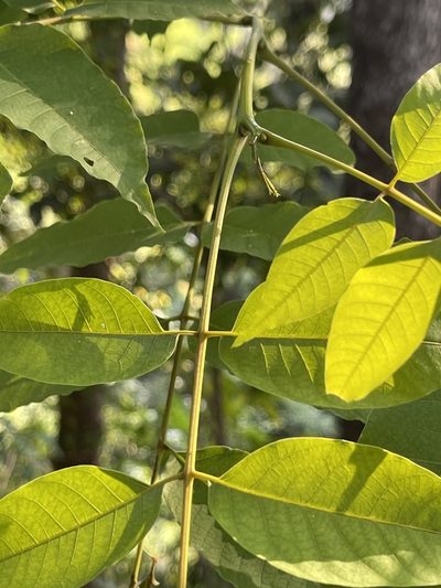Choerospondias axillaris, photographed by Yj