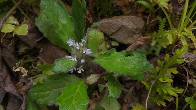 Ajuga taiwanensis, photographed by Cheng-Te Hsu