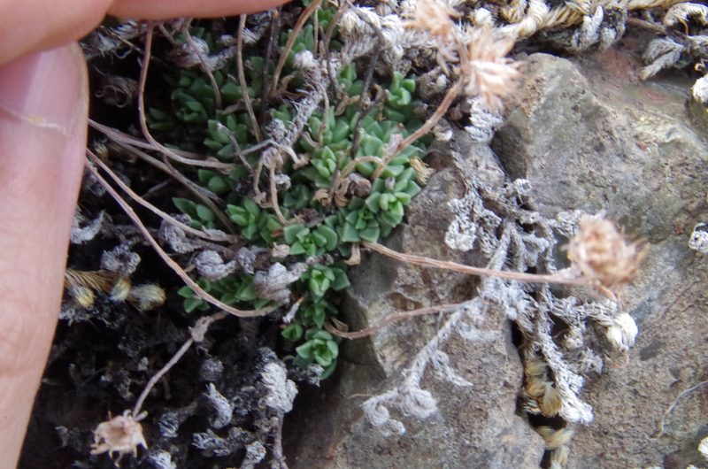 Sedum cockerellii, photographed by Eric Knight