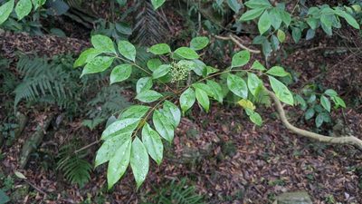 Bergera euchrestifolia, photographed by Cheng-Te Hsu