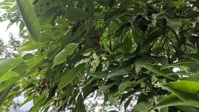 Acer albopurpurascens, photographed by Cheng-Te Hsu