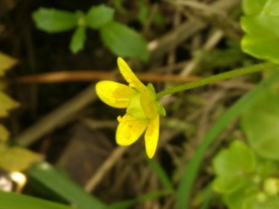 Saxifraga cymbalaria, photographed by Dan Wrench