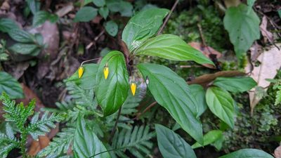 Lysimachia ardisioides, photographed by Cheng-Te Hsu