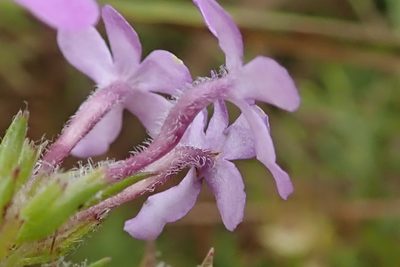Selago longiflora, photographed by Peter Warren
