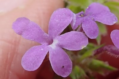 Selago longiflora, photographed by Peter Warren