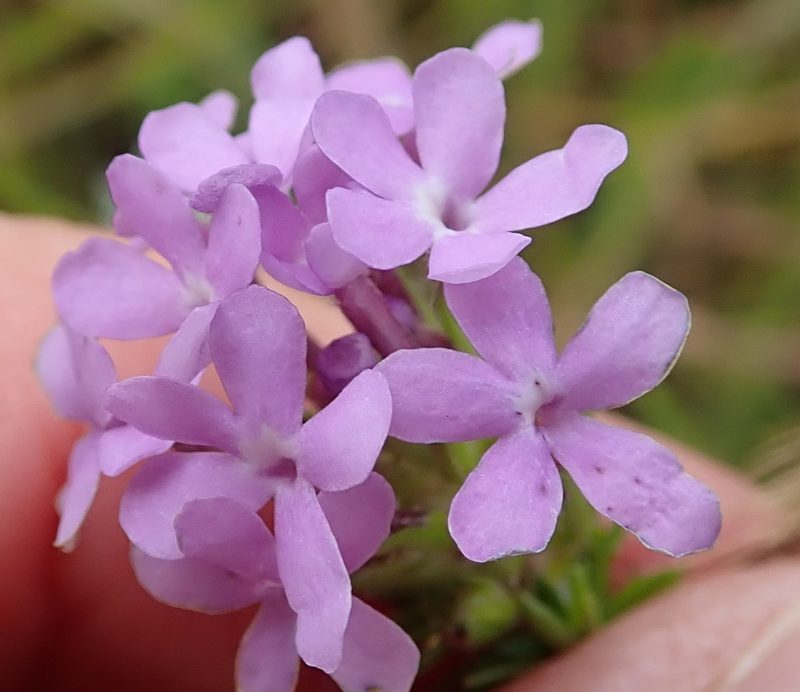 Selago longiflora, photographed by Peter Warren