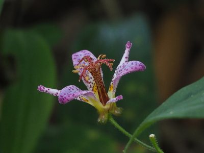 Tricyrtis formosana, photographed by 葉子
