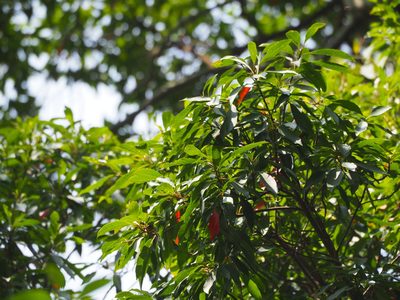 Elaeocarpus decipiens, photographed by 葉子