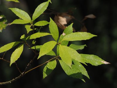 Quercus glauca, photographed by 葉子