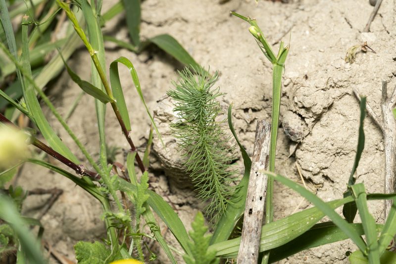 Euphorbia aleppica, photographed by Eleftherios Katsillis
