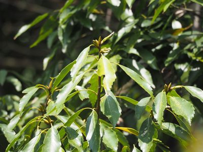 Quercus glauca, photographed by 葉子