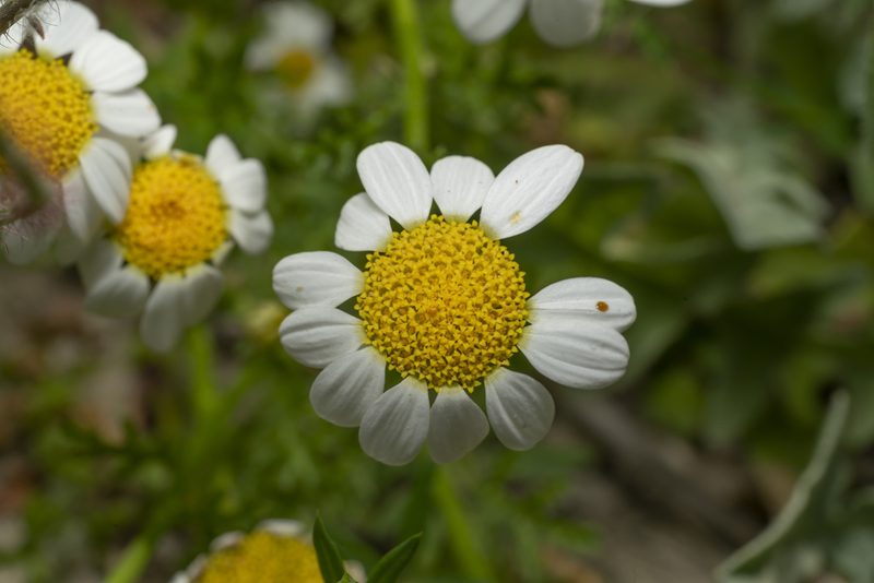 Cota amblyolepis, photographed by Eleftherios Katsillis