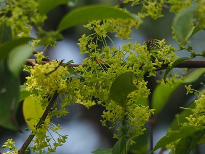 Glochidion rubrum, photographed by 葉子