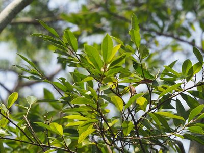 Magnolia compressa, photographed by 葉子