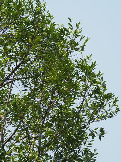 Magnolia compressa, photographed by 葉子